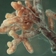 Image for article titled The Technology That Will Build Our Future May Be Found In Mushrooms